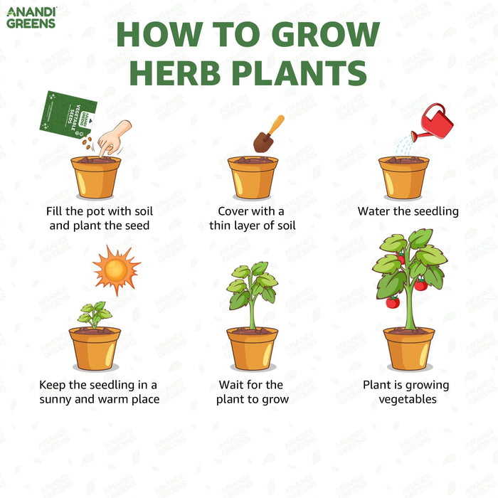 Balsam (KS Spl Rose) - Seeds
