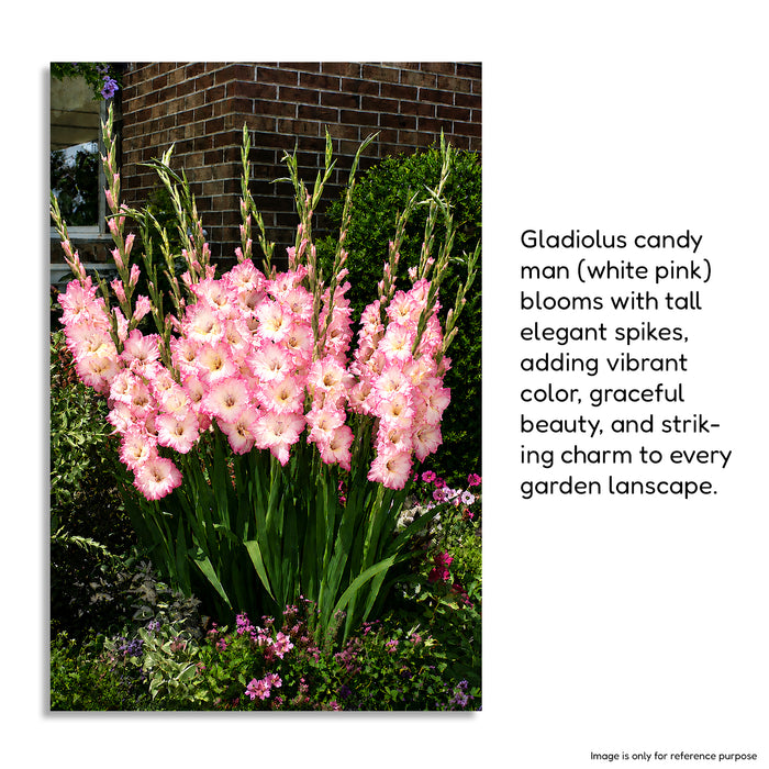 Gladiolus 6 Variety Flower Bulbs