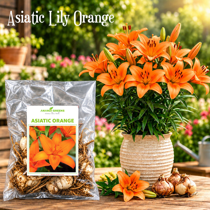 Asiatic Lily Bulbs (एशियाटिक लिली बल्ब्स)