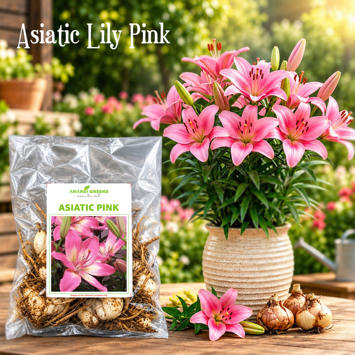 Asiatic Lily Bulbs (एशियाटिक लिली बल्ब्स)