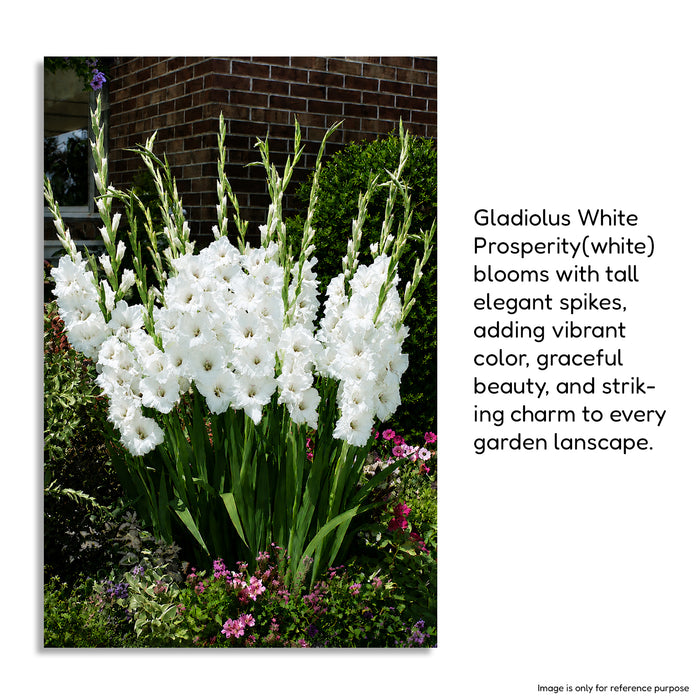 Gladiolus 6 Variety Flower Bulbs