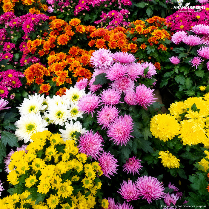 Chrysanthemum (Paludo Mix)