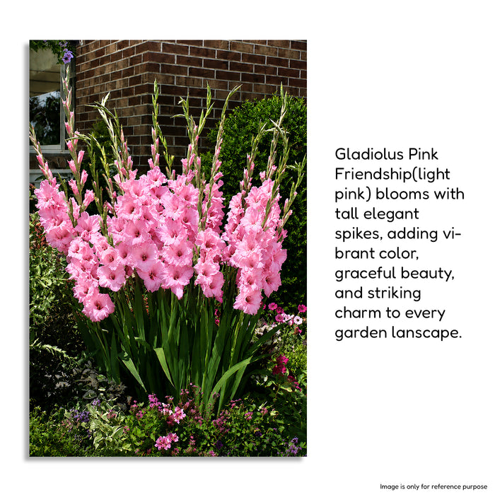 Gladiolus 6 Variety Flower Bulbs