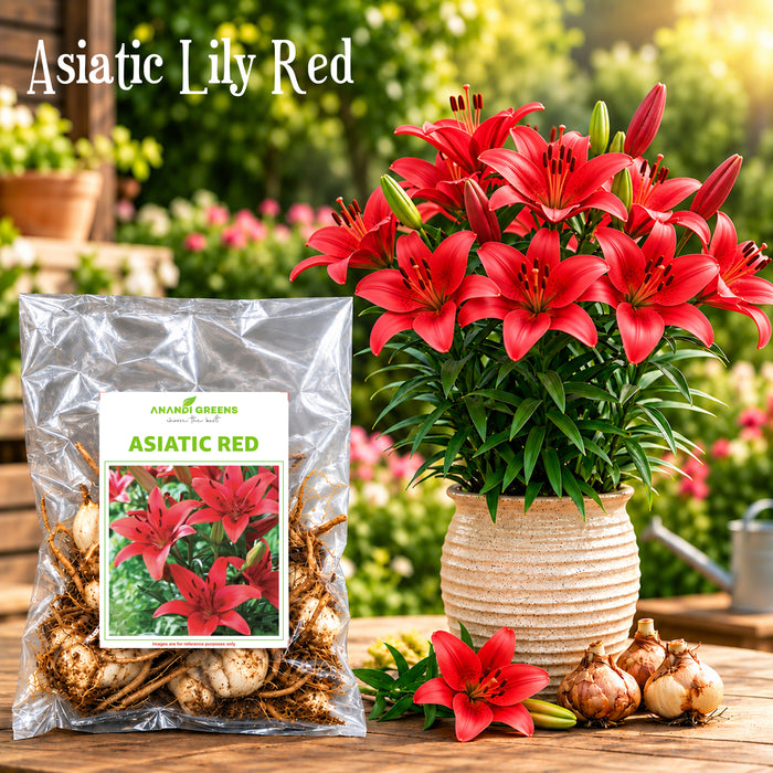 Asiatic Lily Bulbs (एशियाटिक लिली बल्ब्स)