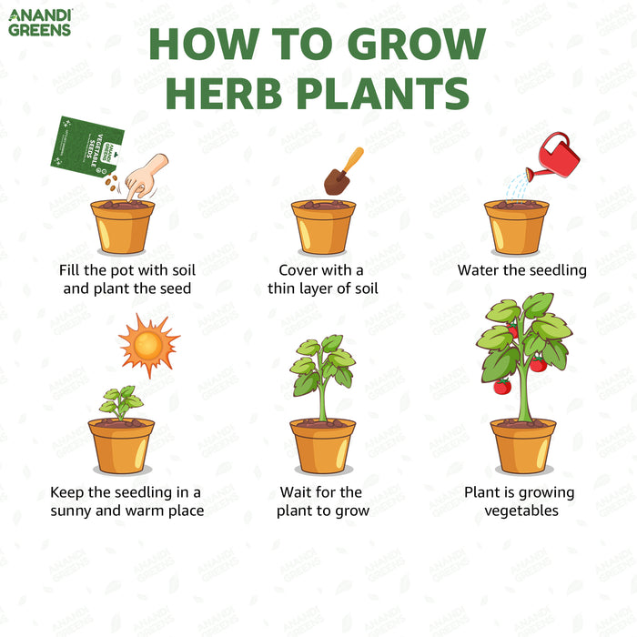 planting brinjal seeds Brinjal Hybrid (Black Small) Seeds