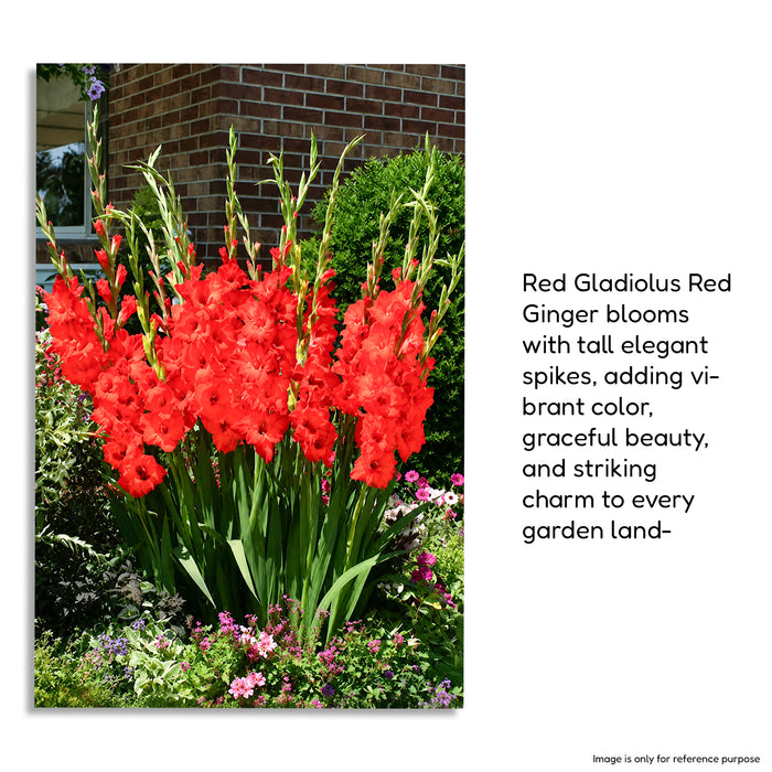 Gladiolus 6 Variety Flower Bulbs