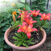 Asiatic-Lily-Bulbs