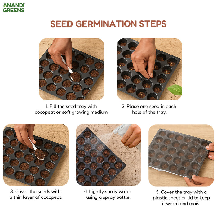 French Beans (Green Beans) Seeds