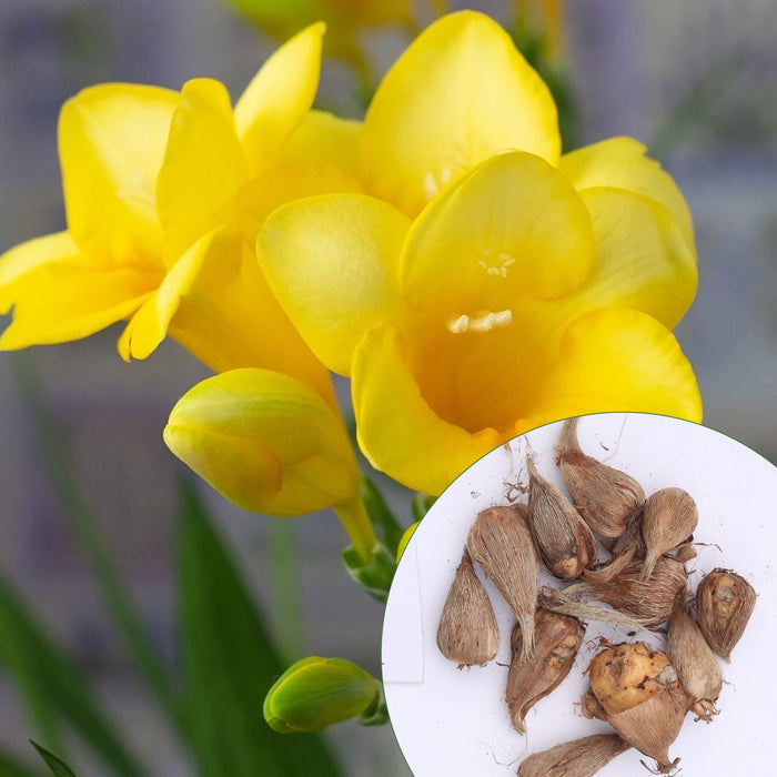 Freesia-6-Color-Flower-Bulbs