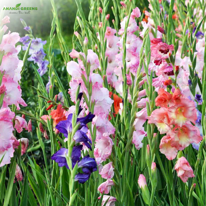 Gladiolus-Flower-Bulbs-(ग्लैडियोलस बल्ब्स)
