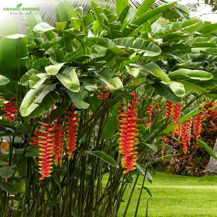 Heliconia-Bulbs