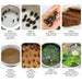 Lotus-Flower-Seeds