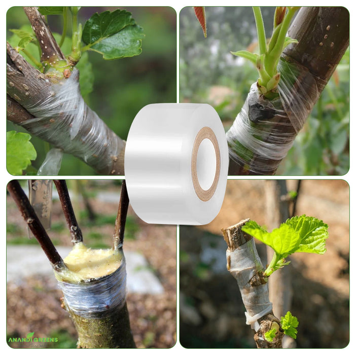 use-of-grafting-tape-on tree-branches with-green-leaves