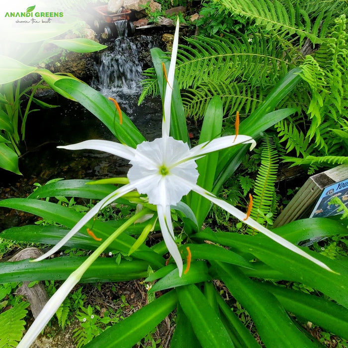 Spider-Lily-Bulbs-(स्पाइडर लिली बल्ब्स)