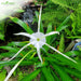 Spider-Lily-Bulbs-(स्पाइडर लिली बल्ब्स)