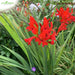 Tritonia-Red-Flower-Bulbs-(ट्राइटोनिया रेड बल्ब्स)