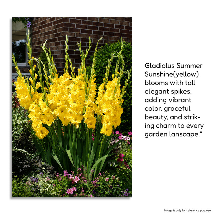 Gladiolus 6 Variety Flower Bulbs