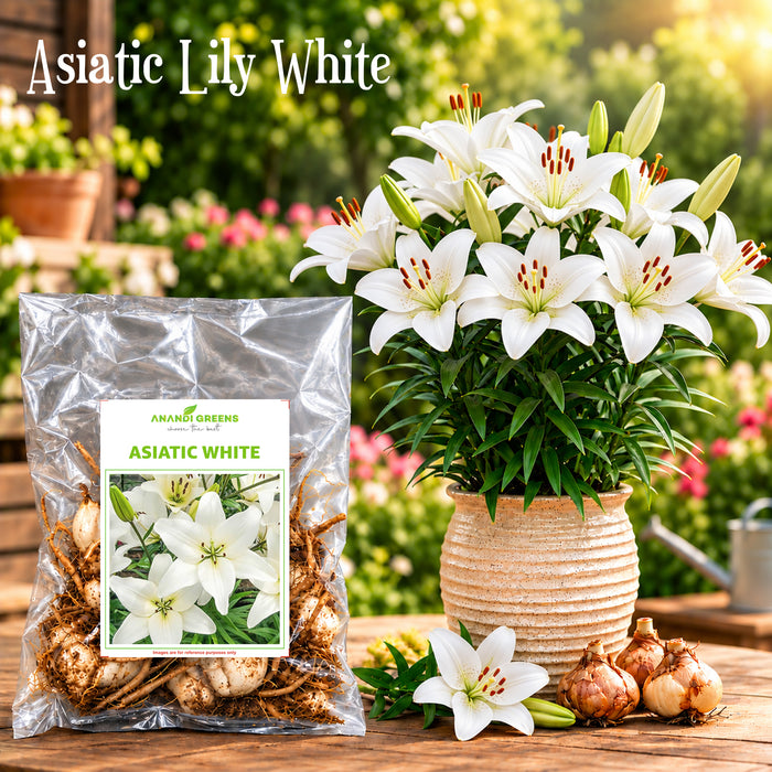 Asiatic Lily Bulbs (एशियाटिक लिली बल्ब्स)