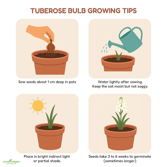 Tuberose-bulb-growing-tips