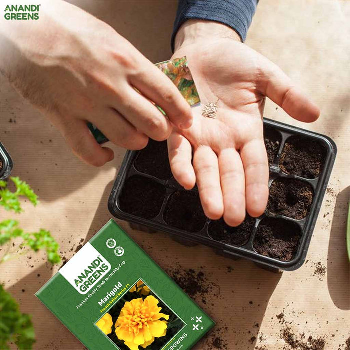 Marigold – French Safari Series F1