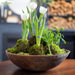 Natural-Dried-Moss-Grass