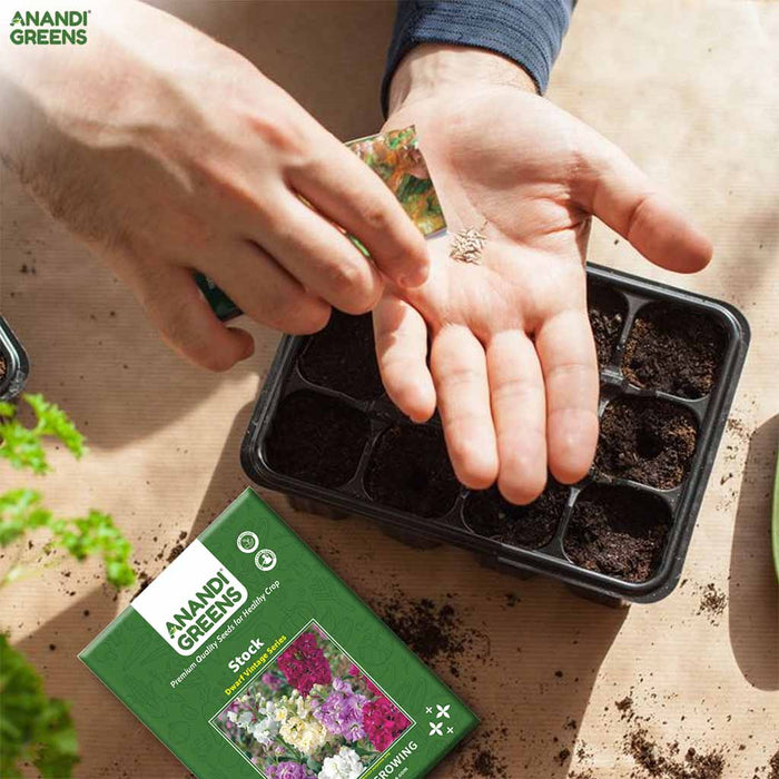 Stock – Dwarf-Vintage-Series-F1