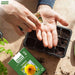 Sunflower – Dwarf-Teddy-Bear-F1