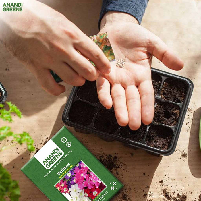 Verbena – Special-Dwarf-Mix-F1