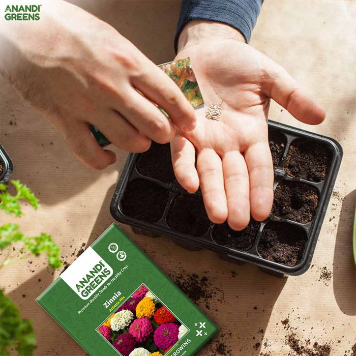 Zinnia – Juliette-Mix-F1