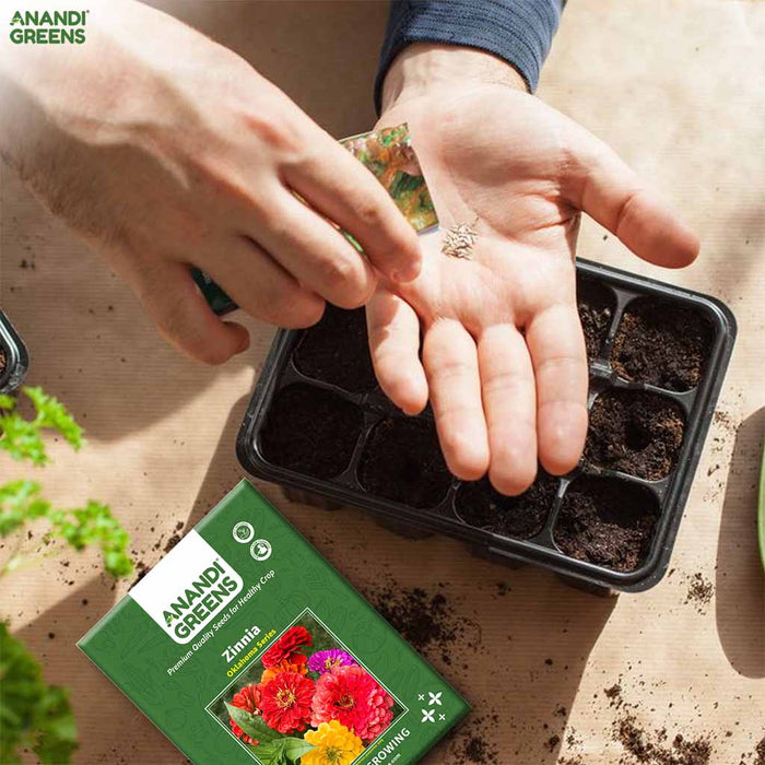 Zinnia – Oklahoma-Series-F1