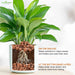 Potted plant with mulch and base layer on a white background