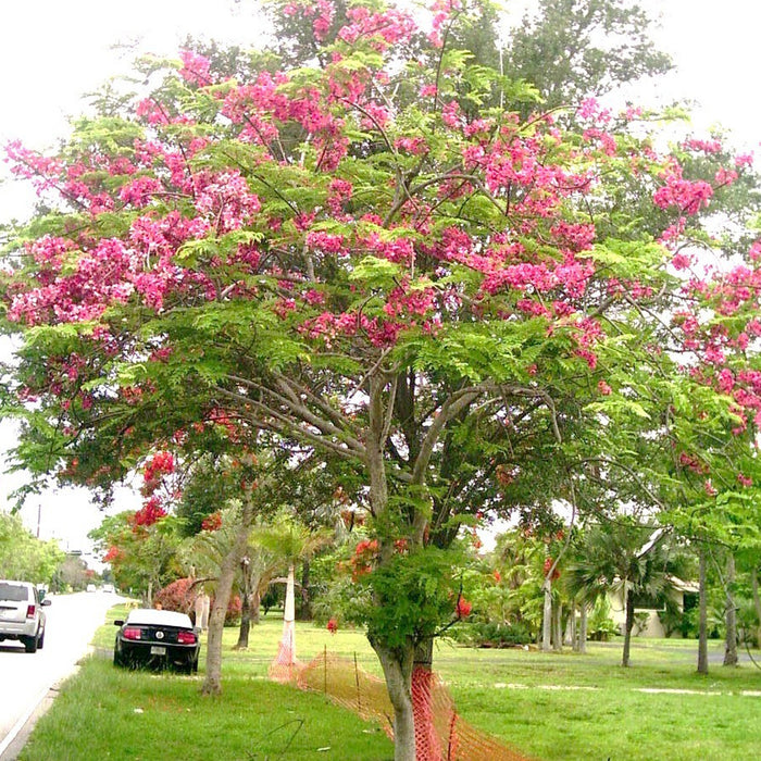 Cassia Javanica (Apple Blossom Tree Seeds)