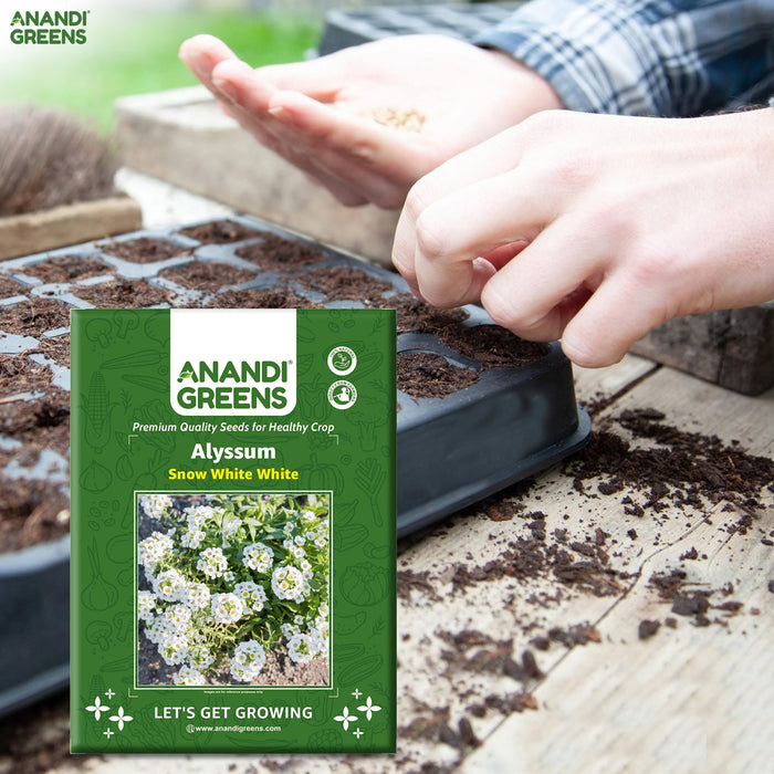 Alyssum-White-Carpet-Seeds