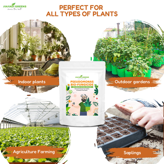 Pseudomonas  | स्यूडोमोनास – Bio-Fungicide & Soil Probiotic