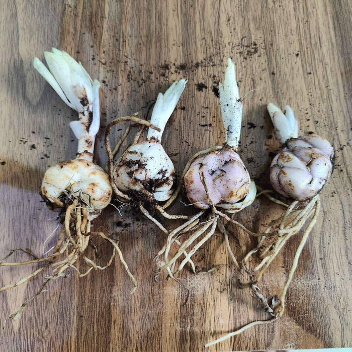 Asiatic Lily Bulbs (एशियाटिक लिली बल्ब्स)