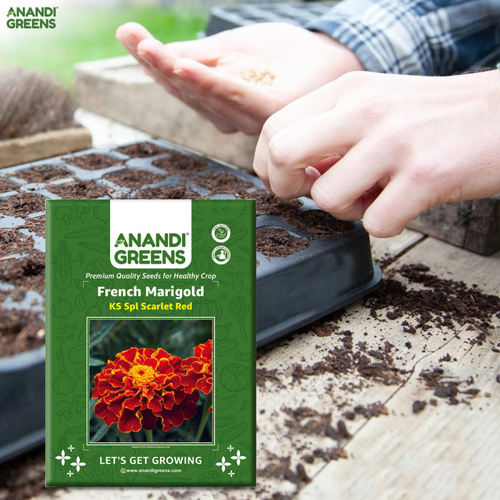 French-Marigold-KS-Spl-Scarlet-Red-Seeds