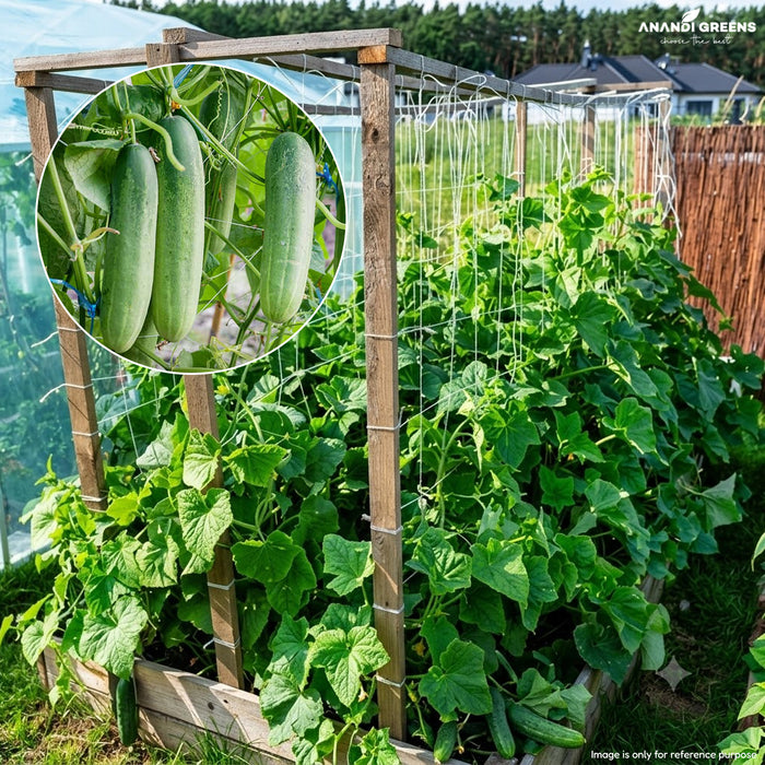 F1 Hybrid Cucumber (खीरा) Seeds
