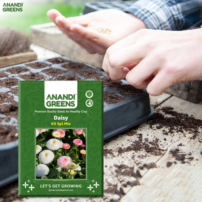 Daisy-(KS Spl Mix) –Premium-Open-Pollinated-Seeds