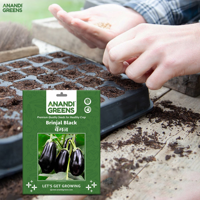planting brinjal seeds Brinjal Hybrid (Black Small) Seeds