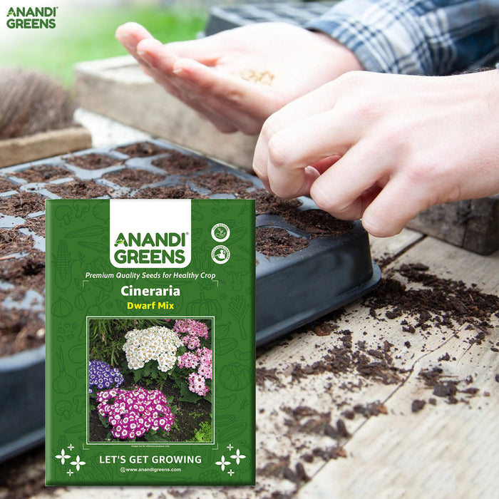 Cineraria-(Dwarf Mix) – Premium-Open-Pollinated-Seeds