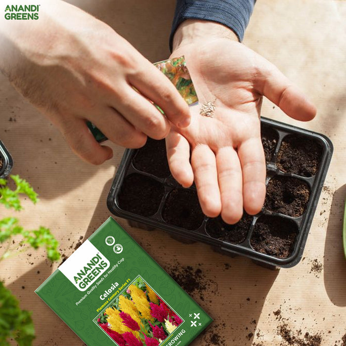 Celosia – Plumosa-Century-Series-F1