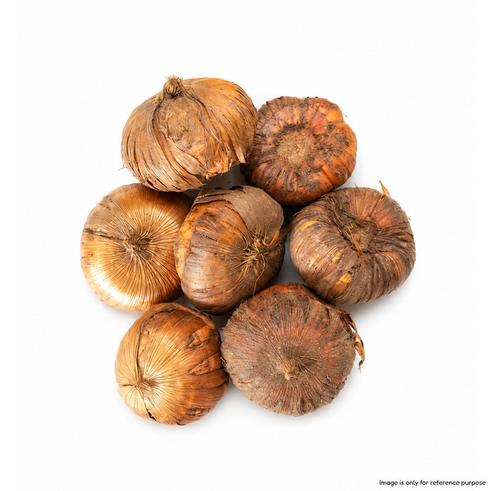 Gladiolus 6 Variety Flower Bulbs