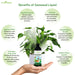 Green-Roots-Seaweed-Extract-Liquid-Plant-Growth-Promoter