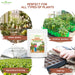 Rock-Phosphate - Natural -Phosphorus-Fertilizer