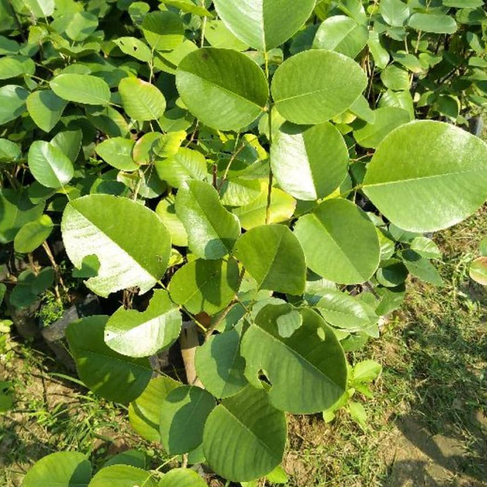 White-Sandalwood-Seeds-(सफेद चंदन के बीज) - Safed-Chandan-Seeds-For-Plantation