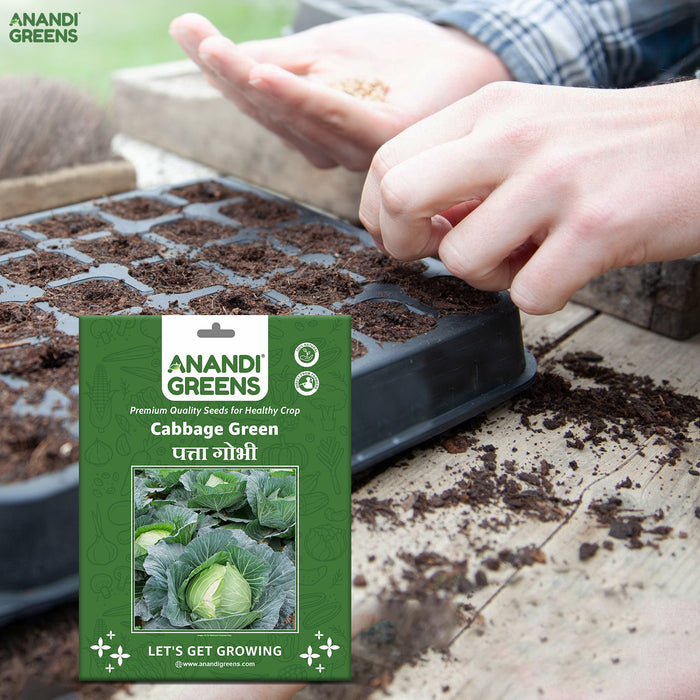 plant cabbage seeds Buy Cabbage F-1 Hybrid Seeds – High Yield & Fresh Harvest. — Anandi Green's