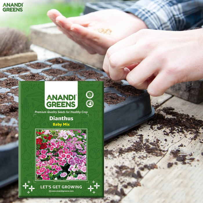Dianthus-(Baby Mix)