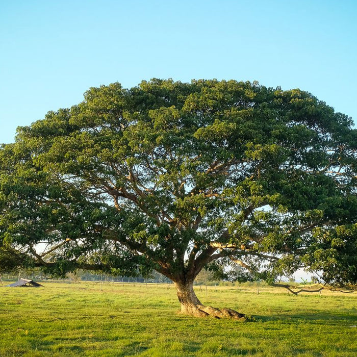 Albizia-Saman-Seeds
