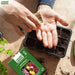 Antirrhinum-Dwarf-Antiquity-Mix-F1