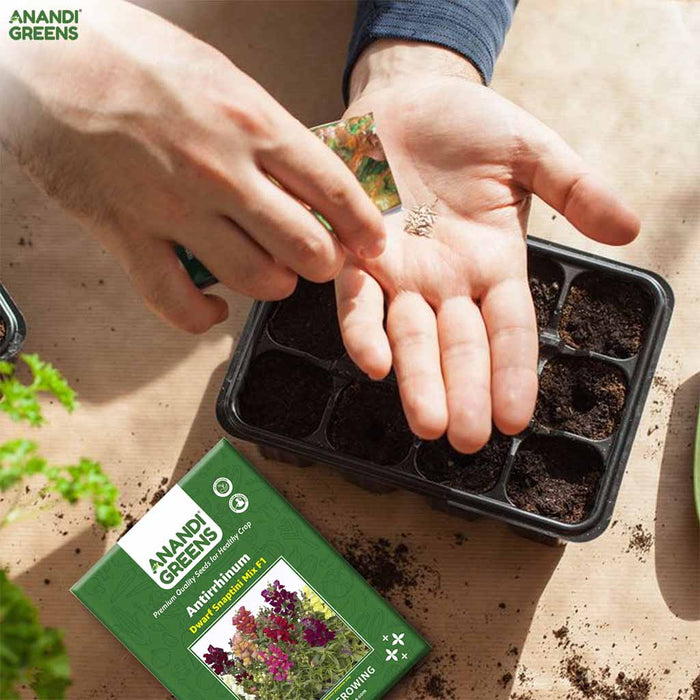 Antirrhinum – Dwarf Snaptini Mix F1